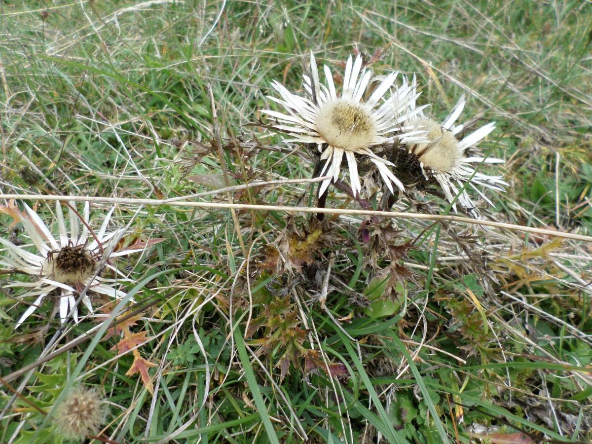 Dorfblüte Daire Albstadt Dış mekan fotoğraf